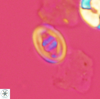 Glaukolithus bicrescenticus 3921