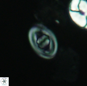 Glaukolithus bicrescenticus 3922