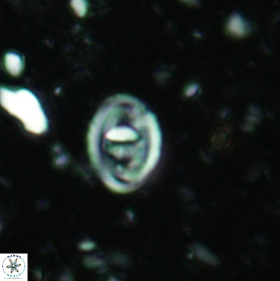 Glaukolithus bicrescenticus 4541