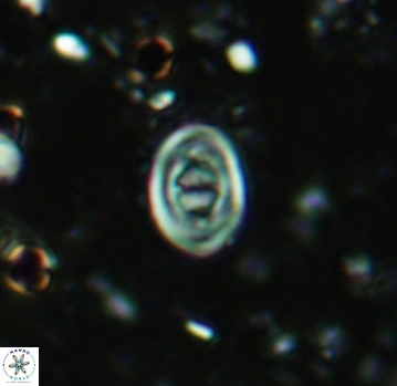 Glaukolithus bicrescenticus 4803
