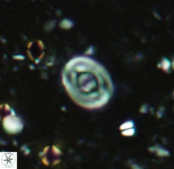 Glaukolithus bicrescenticus 4800