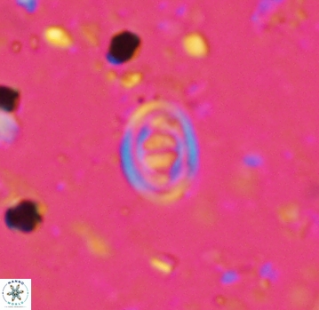 Glaukolithus bicrescenticus 4802