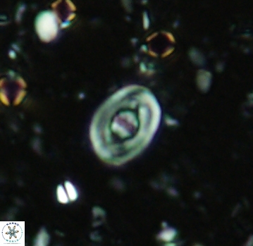 Glaukolithus bicrescenticus 4804