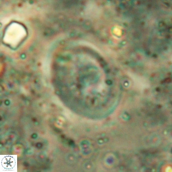 Glaukolithus bicrescenticus 6140