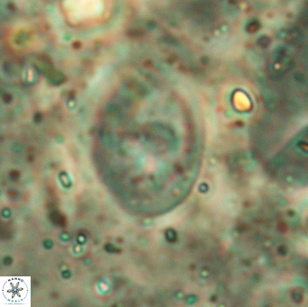 Glaukolithus bicrescenticus 6141