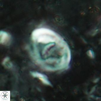 Glaukolithus bicrescenticus 6134