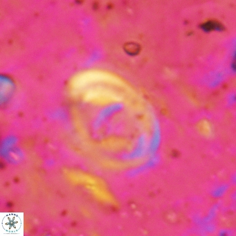 Glaukolithus bicrescenticus 6135