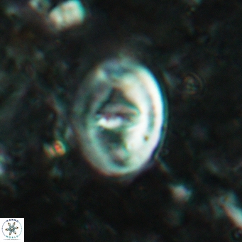Glaukolithus bicrescenticus 6136