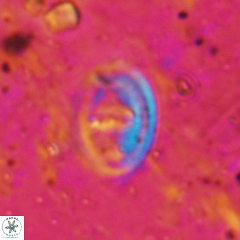 Glaukolithus bicrescenticus 6137