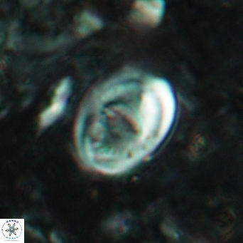 Glaukolithus bicrescenticus 6138