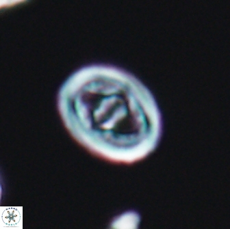 Glaukolithus bicrescenticus 6360