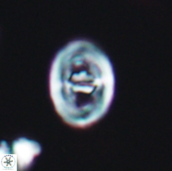 Glaukolithus bicrescenticus 6363