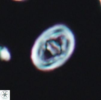 Glaukolithus bicrescenticus 6364