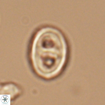 Glaukolithus bicrescenticus 6366