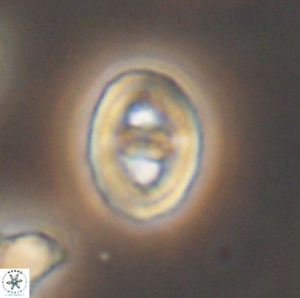 Glaukolithus bicrescenticus 6367