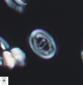 Glaukolithus bicrescenticus 8276
