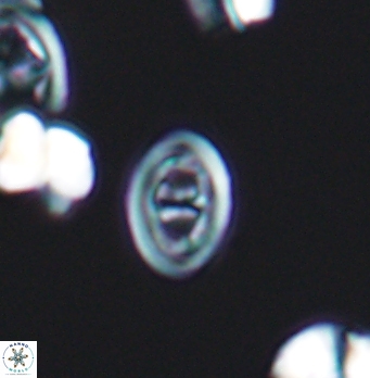 Glaukolithus bicrescenticus 8279