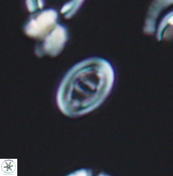 Glaukolithus bicrescenticus 8280