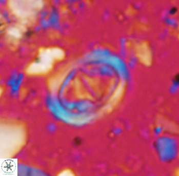 Glaukolithus bicrescenticus 984