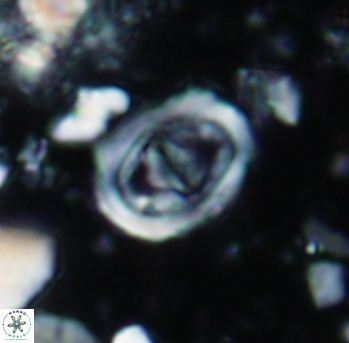Glaukolithus bicrescenticus 983