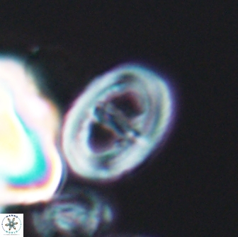 Glaukolithus diplogrammus 08654
