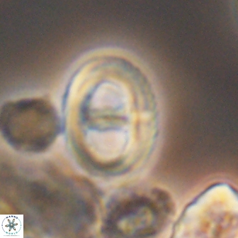 Glaukolithus diplogrammus 08656