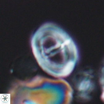 Glaukolithus diplogrammus 08650