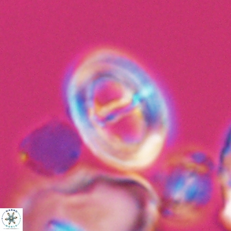 Glaukolithus diplogrammus 08651