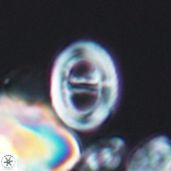 Glaukolithus diplogrammus 08653