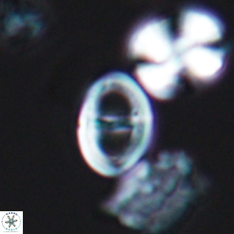 Glaukolithus diplogrammus 09134