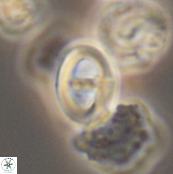 Glaukolithus diplogrammus 09137