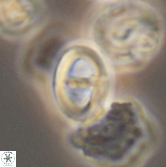 Glaukolithus diplogrammus 09139