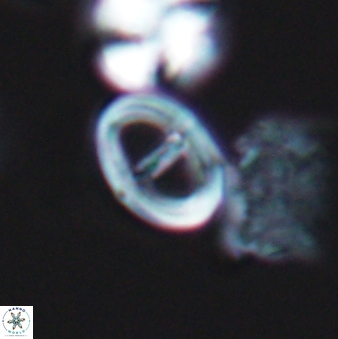 Glaukolithus diplogrammus 09131