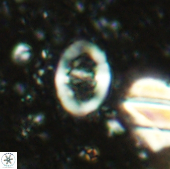 Glaukolithus diplogrammus 2564