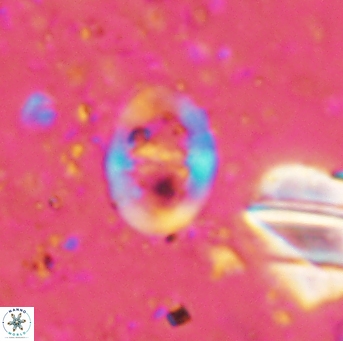 Glaukolithus diplogrammus 2565