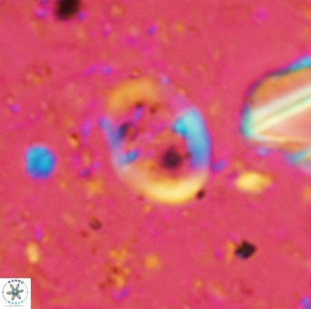 Glaukolithus diplogrammus 2566