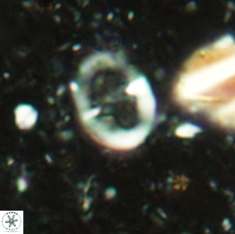 Glaukolithus diplogrammus 2567