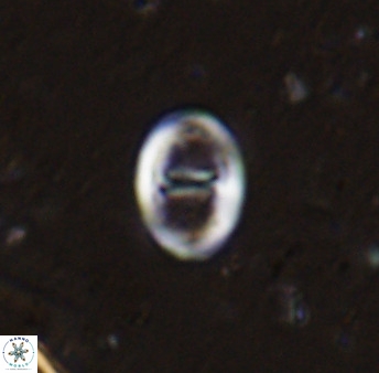 Glaukolithus diplogrammus 42417