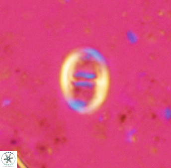 Glaukolithus diplogrammus 42418