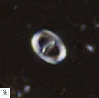 Glaukolithus diplogrammus 42419