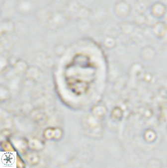 Glaukolithus diplogrammus 42424