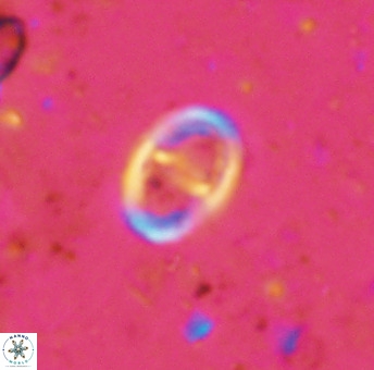 Glaukolithus diplogrammus 42422