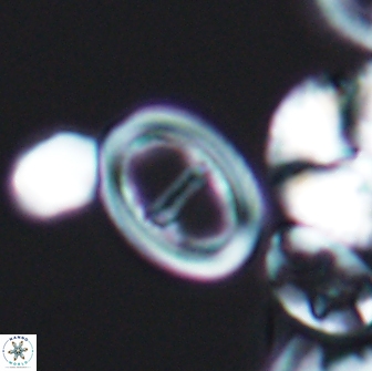 Glaukolithus diplogrammus 8729