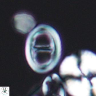 Glaukolithus diplogrammus 8732