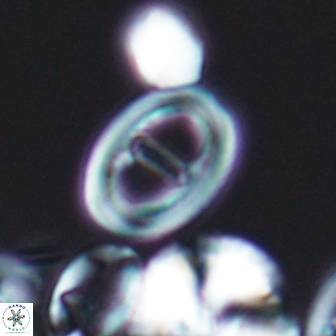 Glaukolithus diplogrammus 8733