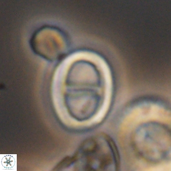Glaukolithus diplogrammus 8737