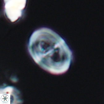 Glaukolithus diplogrammus 7926