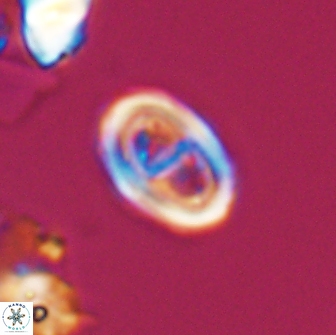 Glaukolithus diplogrammus 7927