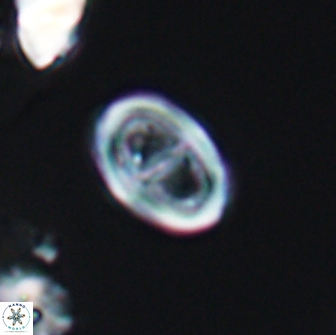 Glaukolithus diplogrammus 7928