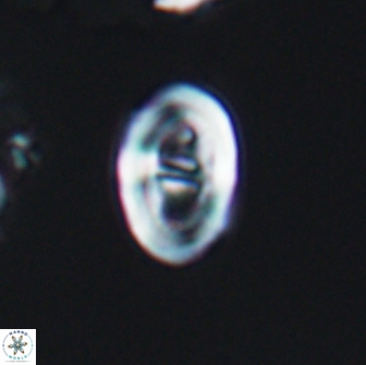 Glaukolithus diplogrammus 7929